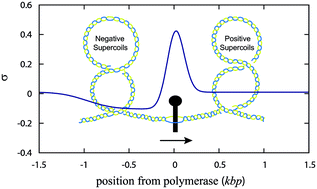 Graphical abstract: Non-equilibrium phase transition in a model for supercoiling-dependent DNA transcription