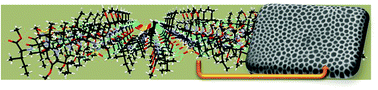 Graphical abstract: From helical supramolecular arrays to gel-forming networks: lattice restructuring and aggregation control in peptide-based sulfamides to integrate new functional attributes