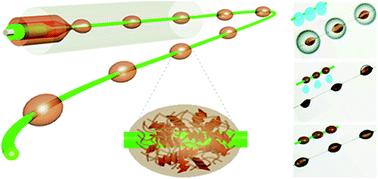 Graphical abstract: Bio-inspired stimuli-responsive graphene oxide fibers from microfluidics