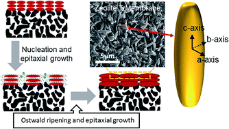 Graphical abstract: Epitaxial growth: rapid synthesis of highly permeable and selective zeolite-T membranes