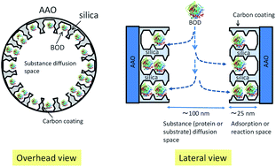 Graphical abstract: High-performance bioelectrocatalysts created by immobilization of an enzyme into carbon-coated composite membranes with nano-tailored structures