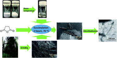 Graphical abstract: Anionic wood nanofibers produced from unbleached mechanical pulp by highly efficient chemical modification