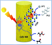 Graphical abstract: Earth abundant transition metal-doped few-layered MoS2 nanosheets on CdS nanorods for ultra-efficient photocatalytic hydrogen production