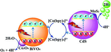 Graphical abstract: Constructing noble-metal-free Z-scheme photocatalytic overall water splitting systems using MoS2 nanosheet modified CdS as a H2 evolution photocatalyst