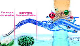 Graphical abstract: Biomineralization-mimetic preparation of hybrid membranes with ultra-high loading of pristine metal–organic frameworks grown on silk nanofibers for hazard collection in water