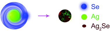 Graphical abstract: Facile room temperature solventless synthesis of high thermoelectric performance Ag2Se via a dissociative adsorption reaction