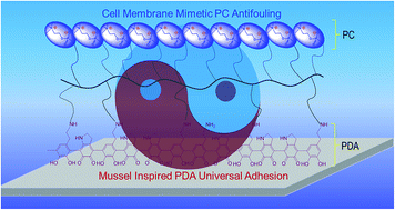 Graphical abstract: Cell membrane mimetic PVDF microfiltration membrane with enhanced antifouling and separation performance for oil/water mixtures