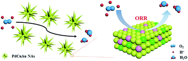 Graphical abstract: One-step fabrication of tri-metallic PdCuAu nanothorn assemblies as an efficient catalyst for oxygen reduction reaction