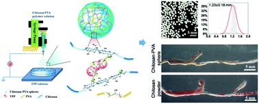 Graphical abstract: Chitosan–PVA monodisperse millimeter-sized spheres prepared by electrospraying reduce the thromboembolic risk in hemorrhage control