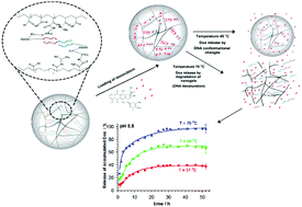 Graphical abstract: A degradable nanogel drug carrier crosslinked with three-oligonucleotide hybrids for two-way drug release in mild and high hyperthermia treatment