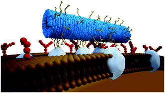 Graphical abstract: Glyco-decorated tobacco mosaic virus as a vector for cisplatin delivery