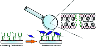 Graphical abstract: Linker-free covalent immobilization of nisin using atmospheric pressure plasma induced grafting