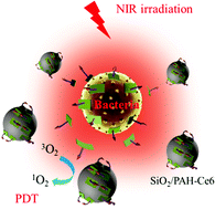 Graphical abstract: A bacteria-activated photodynamic nanosystem based on polyelectrolyte-coated silica nanoparticles