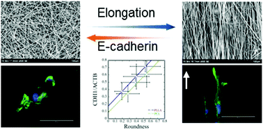 Graphical abstract: Comprehensive study on cellular morphologies, proliferation, motility, and epithelial–mesenchymal transition of breast cancer cells incubated on electrospun polymeric fiber substrates