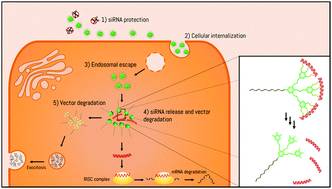 Graphical abstract: Biodegradable PEG–dendritic block copolymers: synthesis and biofunctionality assessment as vectors of siRNA