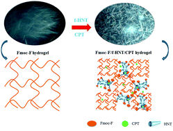 Graphical abstract: Hybrid supramolecular gels of Fmoc-F/halloysite nanotubes: systems for sustained release of camptothecin