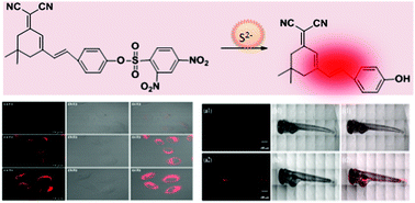 Graphical abstract: A novel isophorone-based red-emitting fluorescent probe for selective detection of sulfide anions in water for in vivo imaging