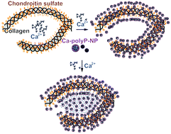 Graphical abstract: Fabrication of a new physiological macroporous hybrid biomaterial/bioscaffold material based on polyphosphate and collagen by freeze-extraction