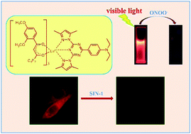 Graphical abstract: A visible-light-excited Eu3+ complex-based luminescent probe for highly sensitive time-gated luminescence imaging detection of intracellular peroxynitrite