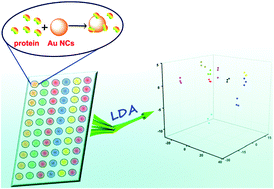 Graphical abstract: A multicoloured Au NCs based cross-reactive sensor array for discrimination of multiple proteins