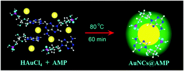 Graphical abstract: Thermally prepared ultrabright adenosine monophosphate capped gold nanoclusters and the intrinsic mechanism