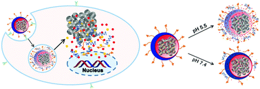 Graphical abstract: Nanodiamond mediated co-delivery of doxorubicin and malaridine to maximize synergistic anti-tumor effects on multi-drug resistant MCF-7/ADR cells