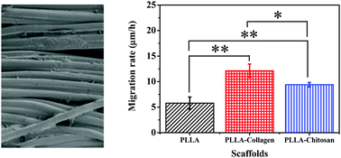 Graphical abstract: Poly(l-lactide) melt spun fiber-aligned scaffolds coated with collagen or chitosan for guiding the directional migration of osteoblasts in vitro