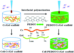 Graphical abstract: Chitosan/gelatin porous scaffolds assembled with conductive poly(3,4-ethylenedioxythiophene) nanoparticles for neural tissue engineering