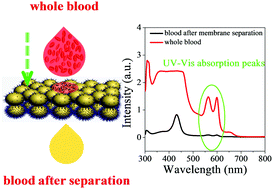 Graphical abstract: Mineralized growth of Janus membrane with asymmetric wetting property for fast separation of a trace of blood