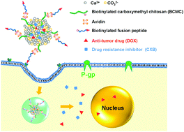 Graphical abstract: Fusion peptide functionalized hybrid nanoparticles for synergistic drug delivery to reverse cancer drug resistance