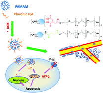 Graphical abstract: Intracellular release of PluronicL64 unimers into MCF-7/ADR cells to overcome multidrug resistance by surface-modified PAMAM