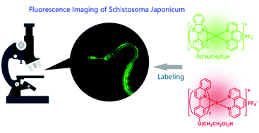 Graphical abstract: Triethylene glycol-modified iridium(iii) complexes for fluorescence imaging of Schistosoma japonicum