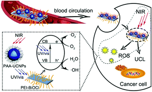 Graphical abstract: NIR-driven water splitting by layered bismuth oxyhalide sheets for effective photodynamic therapy