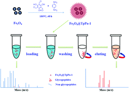 Graphical abstract: Facile synthesis of magnetic covalent organic frameworks for the hydrophilic enrichment of N-glycopeptides