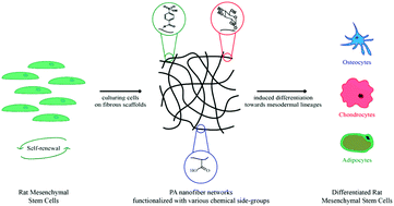 Graphical abstract: Presentation of functional groups on self-assembled supramolecular peptide nanofibers mimicking glycosaminoglycans for directed mesenchymal stem cell differentiation