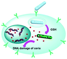 Graphical abstract: Synergistic and targeted drug delivery based on nano-CeO2 capped with galactose functionalized pillar[5]arene via host–guest interactions