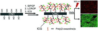 Graphical abstract: Indocyanine green-functionalized bottle brushes of poly(2-oxazoline) on cellulose nanocrystals for photothermal cancer therapy