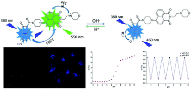 Graphical abstract: A reversible ratiometric two-photon lysosome-targeted probe for real-time monitoring of pH changes in living cells