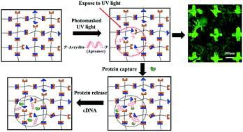 Graphical abstract: An aptamer-patterned hydrogel for the controlled capture and release of proteins via biorthogonal click chemistry and DNA hybridization