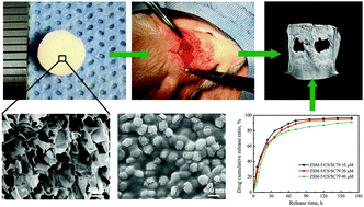 Graphical abstract: SC79-loaded ZSM-5/chitosan porous scaffolds with enhanced stem cell osteogenic differentiation and bone regeneration