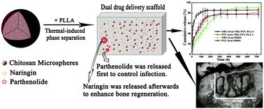 Graphical abstract: Sequential controlled-released dual-drug loaded scaffold for guided bone regeneration in a rat fenestration defect model