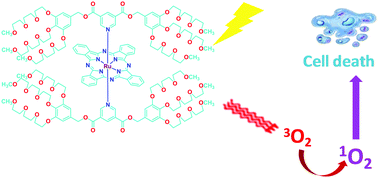 Graphical abstract: PEG-containing ruthenium phthalocyanines as photosensitizers for photodynamic therapy: synthesis, characterization and in vitro evaluation