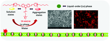 Graphical abstract: Two-photon fluorescent probe for detecting cell membranal liquid-ordered phase by an aggregate fluorescence method