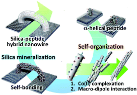 Graphical abstract: Self-bonding and the electrochemical properties of silica-coated nanowires composed of cobalt-coordinated peptide bundles