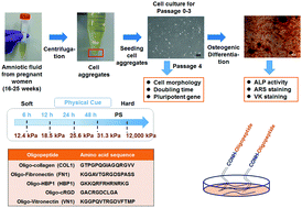 Graphical abstract: Proliferation and osteogenic differentiation of amniotic fluid-derived stem cells