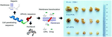 Graphical abstract: Rapid delivery of paclitaxel with an organic solvent-free system based on a novel cell penetrating peptide for suppression of tumor growth