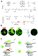 Graphical abstract: Trastuzumab-decorated nanoparticles for in vitro and in vivo tumor-targeting hyperthermia of HER2+ breast cancer