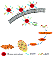 Graphical abstract: Targeted delivery of siRNA using RGDfC-conjugated functionalized selenium nanoparticles for anticancer therapy