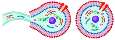 Graphical abstract: Giant liposome formation toward the synthesis of well-defined artificial cells