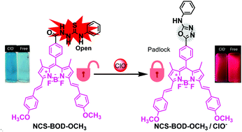 Graphical abstract: Near-infrared BODIPY-based two-photon ClO− probe based on thiosemicarbazide desulfurization reaction: naked-eye detection and mitochondrial imaging